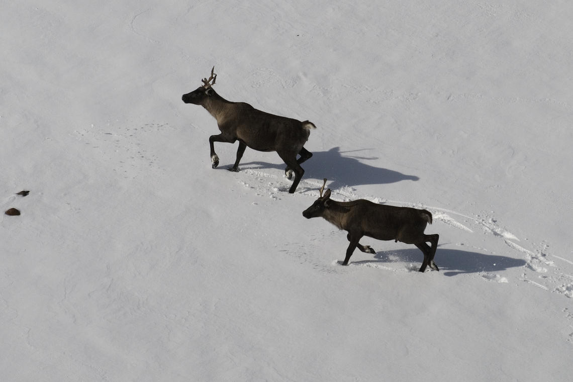 A group of 21 researchers from two continents looked closely at the DNA of reindeer in Scandinavia and Asia as well as tundra and woodland caribou in North America.