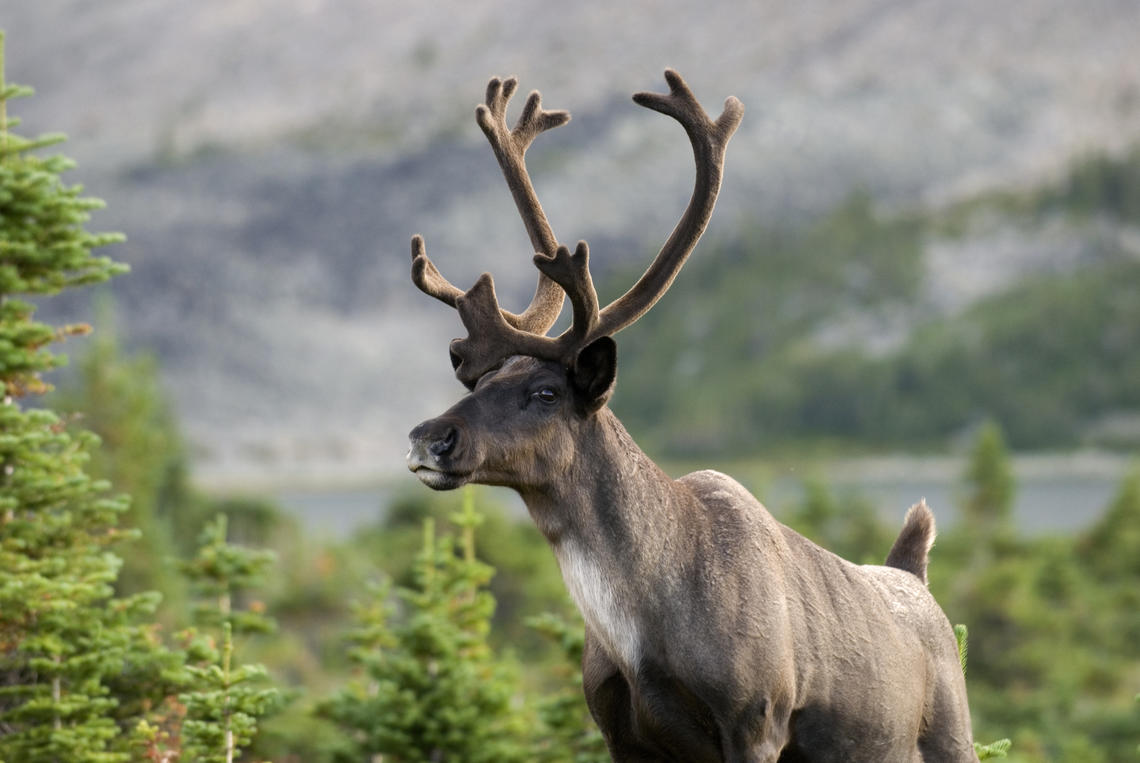 Woodland caribou, already an endangered species in southern Canada and the United States, will feel the effects of global warming  as one of the most northern species.