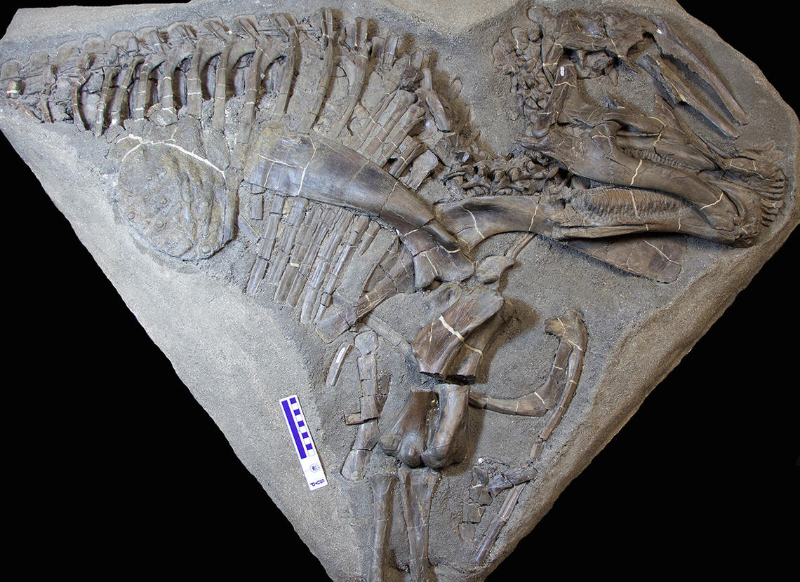 Local juvenile duck-billed dinosaur fossil discovery reveals new ...