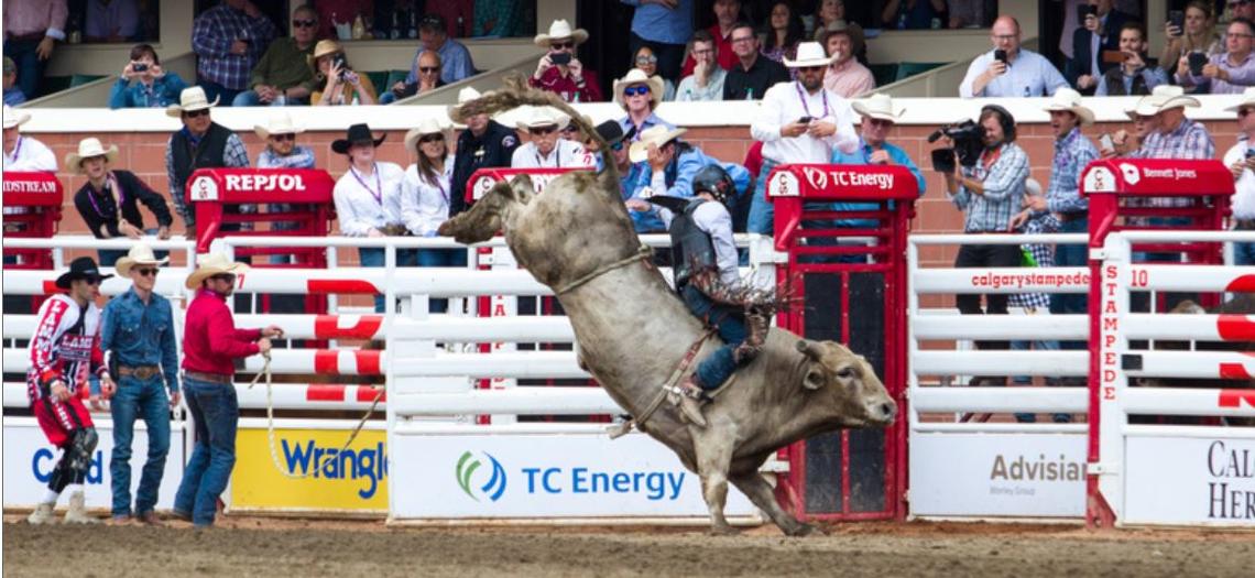 UCalgary researchers are tracking the behaviour, movements, and handling of bucking bulls.