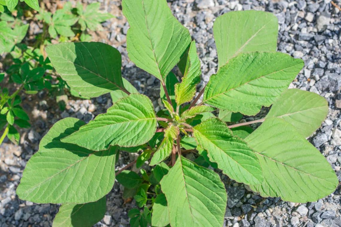 Callaloo, a kind of amaranth used in Caribbean cuisine, is among the greens Community Roots students have grown.