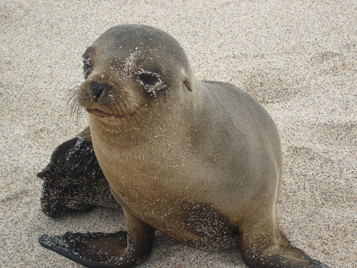 Galápagos Islands sea lion.