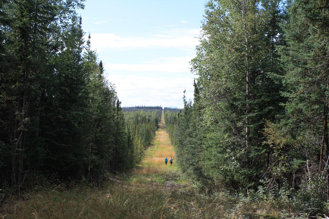 View from the inside of a seismic line cut through Alberta’s boreal forest. Photo by Sarah Cole