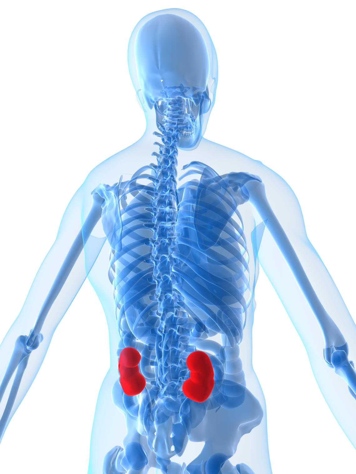 The kidneys are highlighted in red.