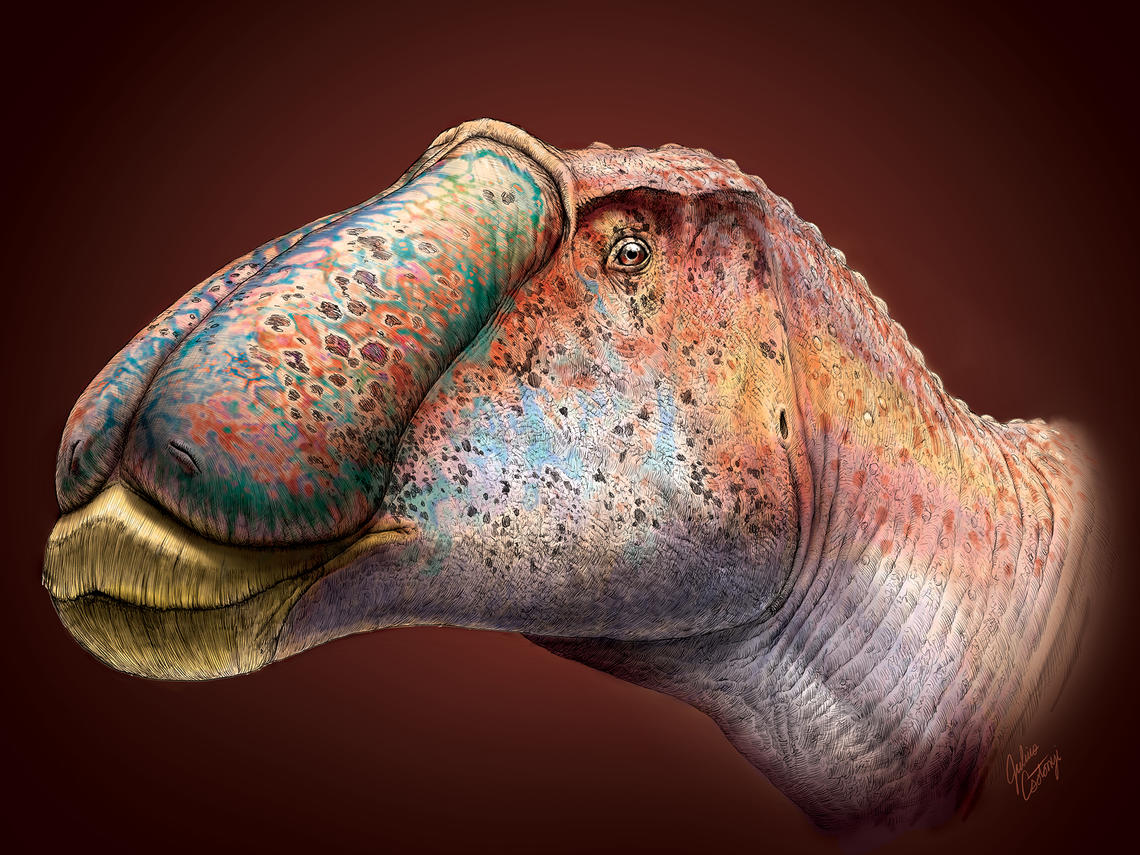 Artist's illustration of the hadrosaur in the study.