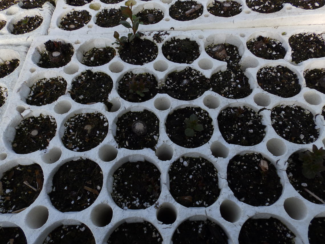 There are thousands of trees growing at a nearby tree farm that will be ready for planting in spring 2015 once the ground thaws.