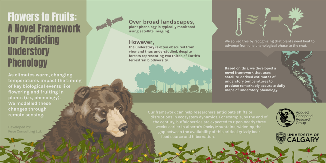 Our research reveals how warming temperatures affect the diet of Alberta’s grizzly bears. 
