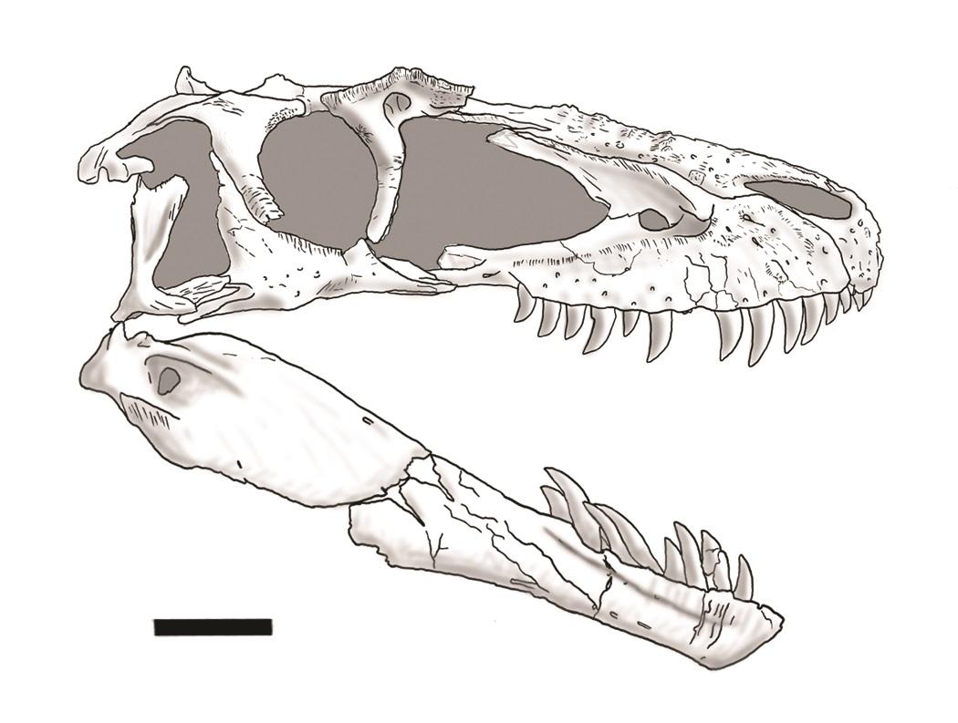 Gorgosaurus skull reconstruction