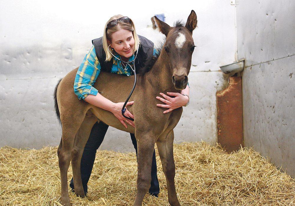 animal health clinic blackfoot