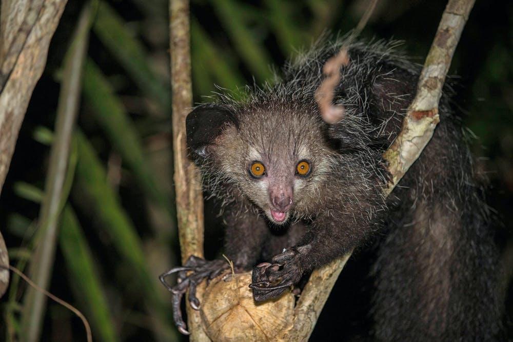 Aye-ayes in Madagascar are known to feed on the nectar of the traveller’s palm