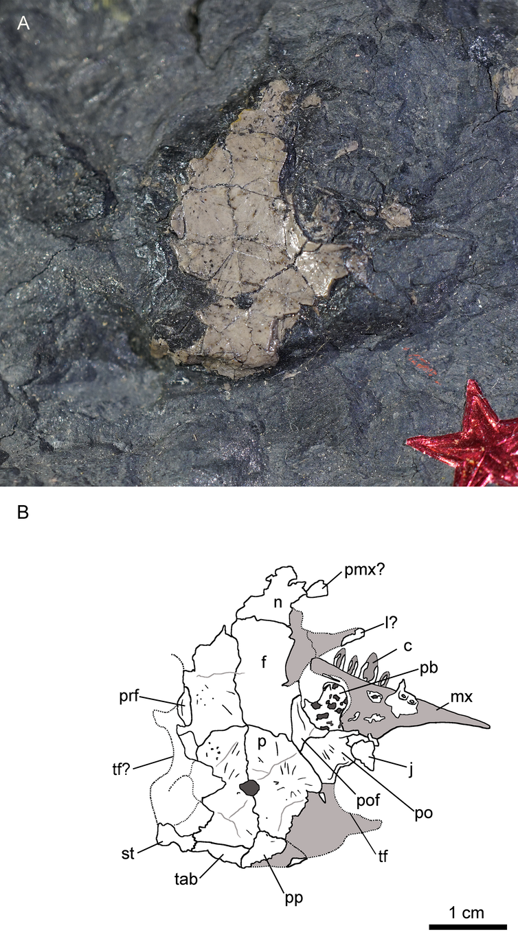 Photograph (A) and interpretive illustration (B) of the new Joggins synapsid, Asaphestera playtris.