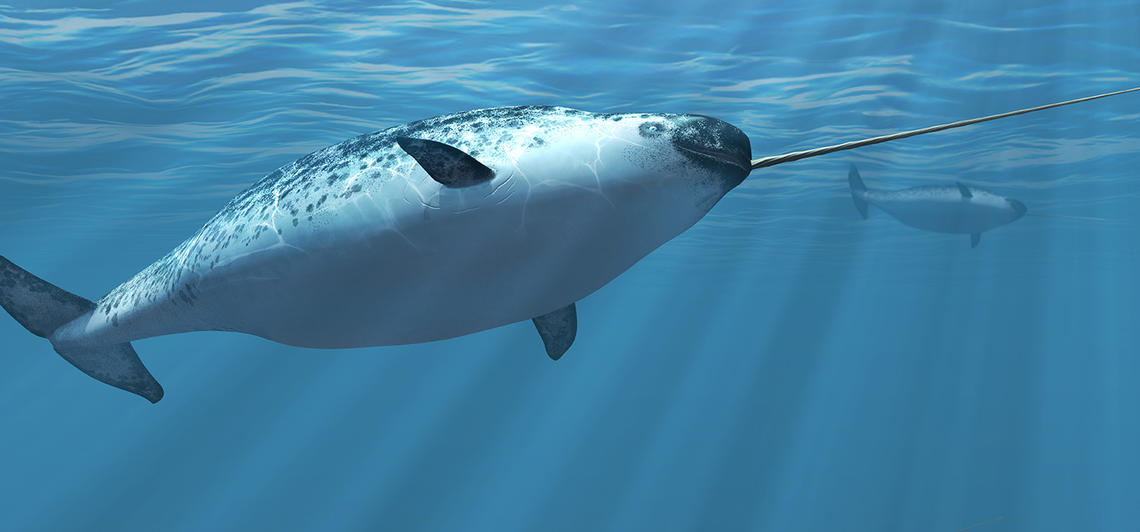 An image of a narwhal