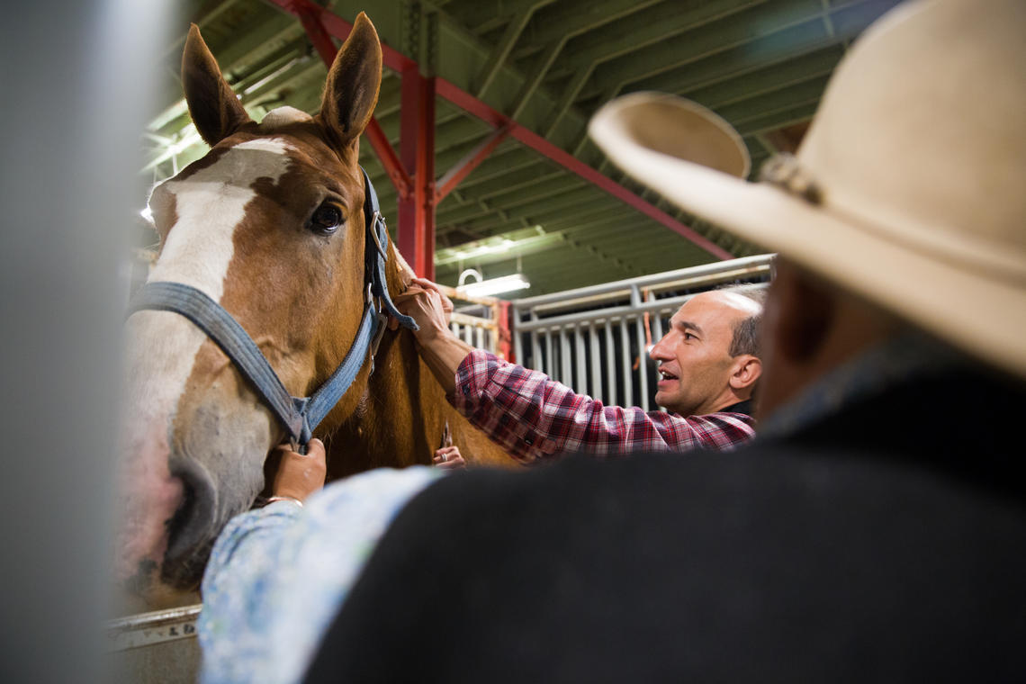 Vet Med researchers study health of gentle giants competing in Stampede's Heavy Horse Pull