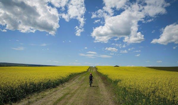 A cyclist passes between two canola fields near Cremona, Alta., in a July 2016.