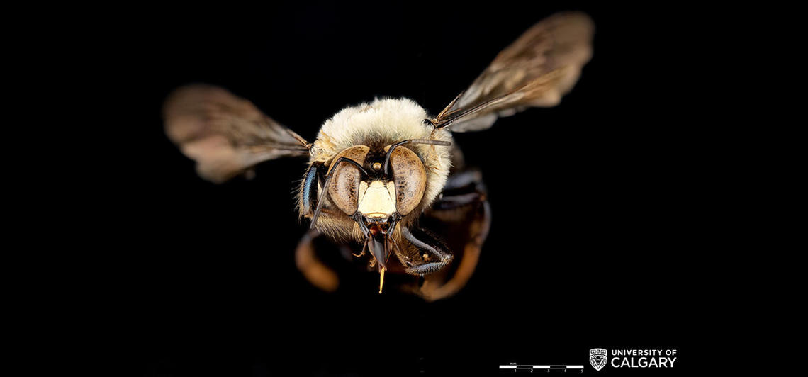 Male Xylocopa virginica (Eastern carpenter bee).