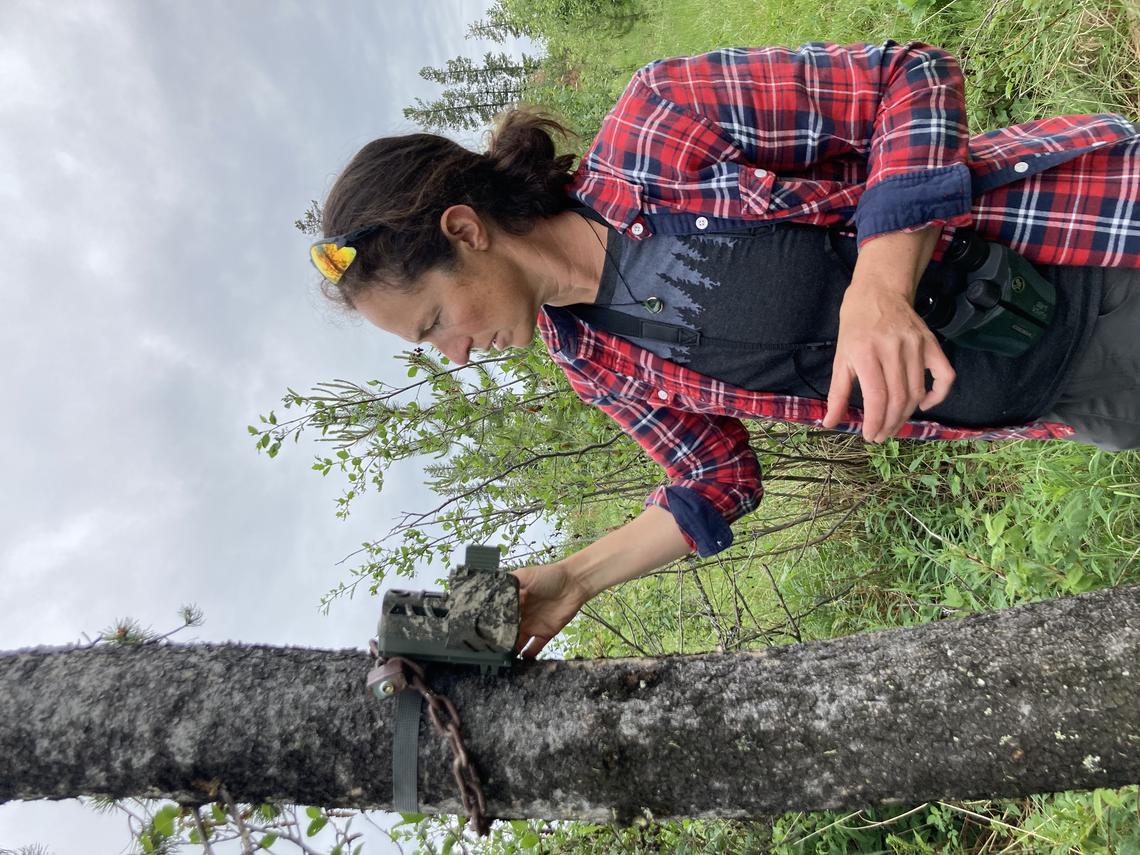 Brielle Rosa checks a trail camera used to monitor the eating habits of feral horses in the Sundre area.