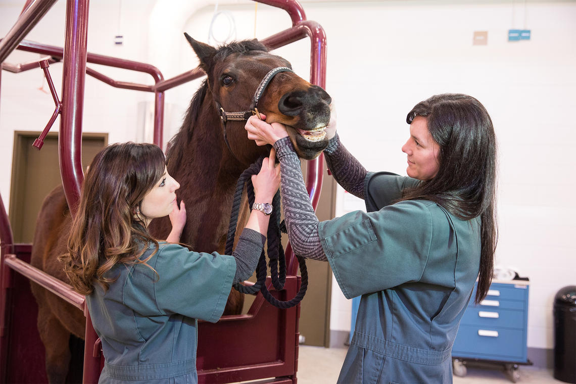 Vet med students with horse
