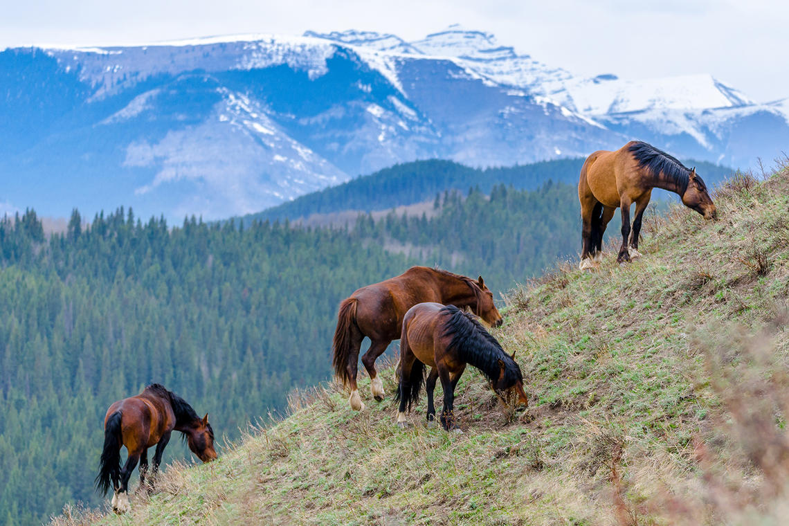 A herd of wild horses grazing in the Alberta foothills