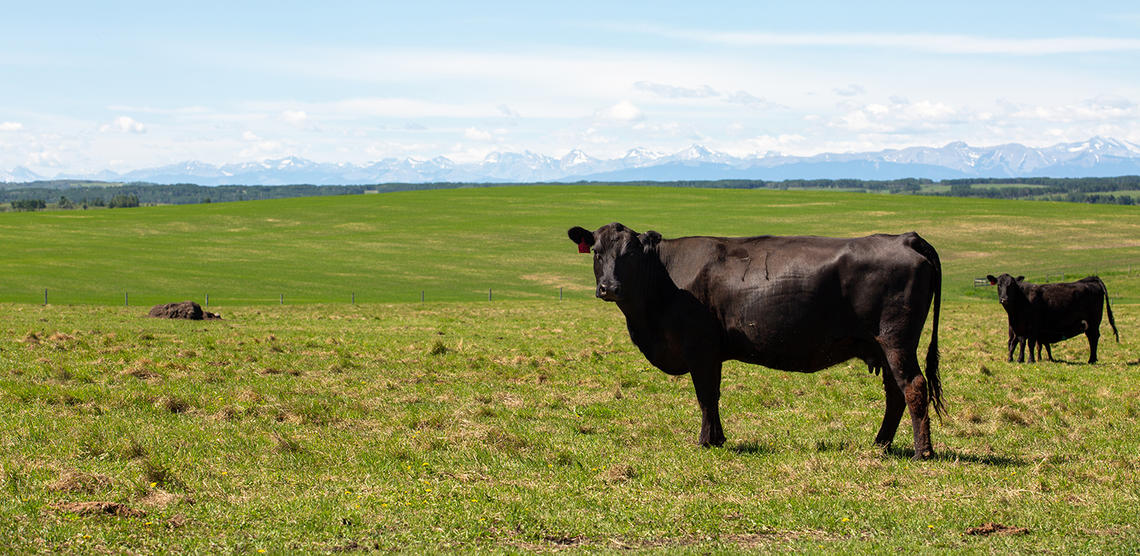 Two brown cows standing in a green field with a blue sky.