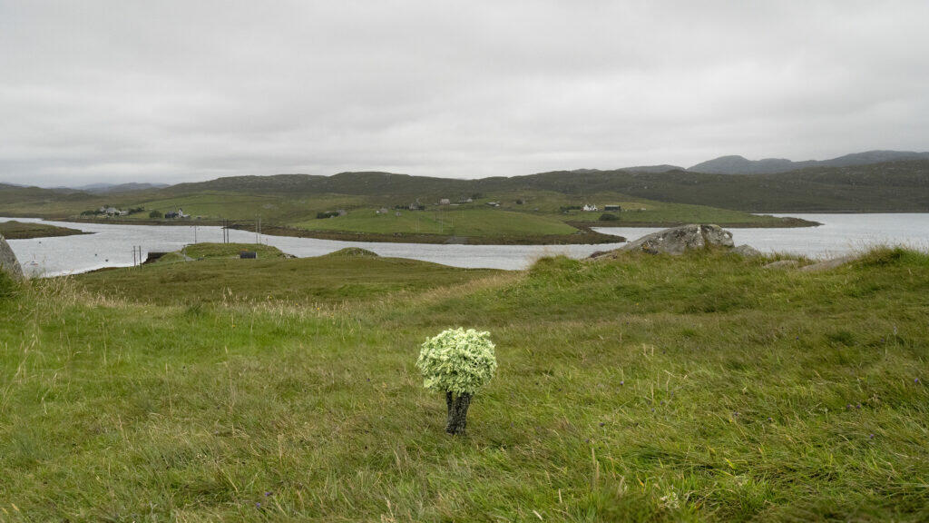 Gwen MacGregor, Treelines-Here and There, 2023, Digital Print, courtesy the artist