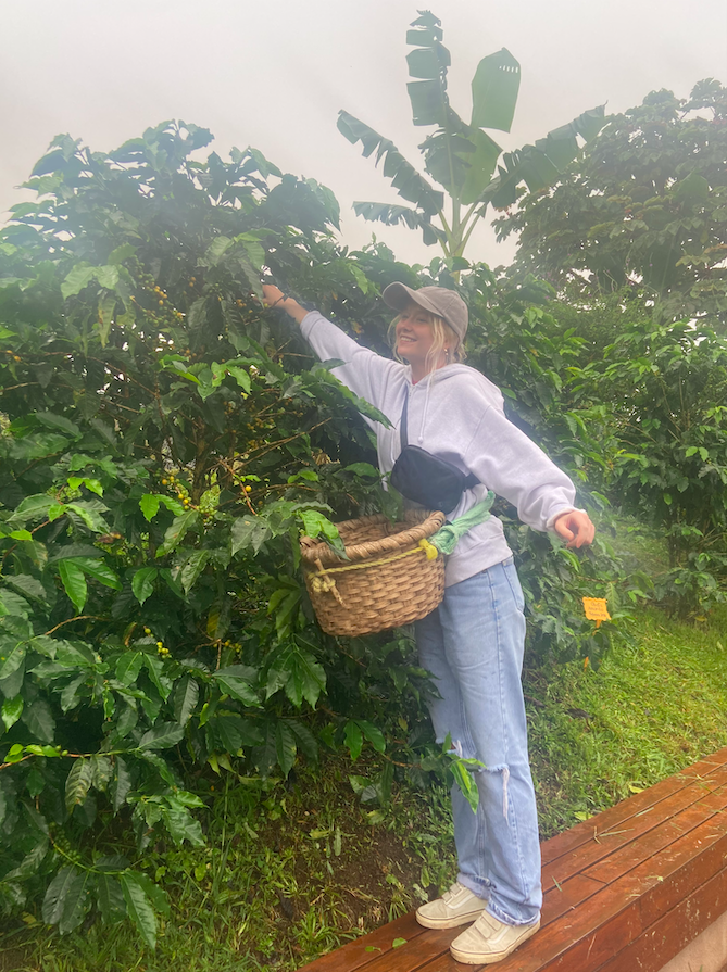 Mary Elizabeth Smales picking coffee cherries at a coffee farm, picking basket tied to her body. 