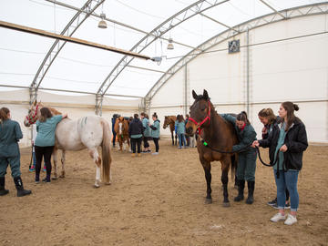 Horsing around. All 11 students had a chance to examine a horse and listen to their heartbeat