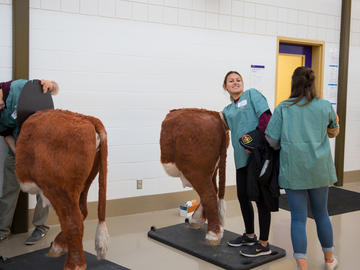 Almost the real thing. Students perform internal exams on anatomically correct cow simulators models