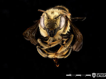 Female Megachile latimanus (Leafcutter bee).
