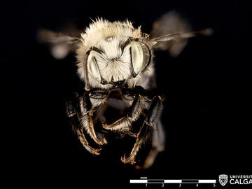 Male Osmia cyaneonitens (Mason bee).