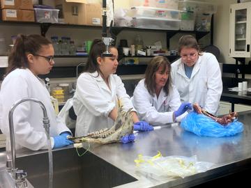 Dr. Susan Kutz and students Destiny Thurston (left), Sydney Pope and Jaden Giroux examine a muskox jaw bone