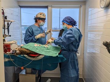 UCVM vets help to give bobcat a second chance at life