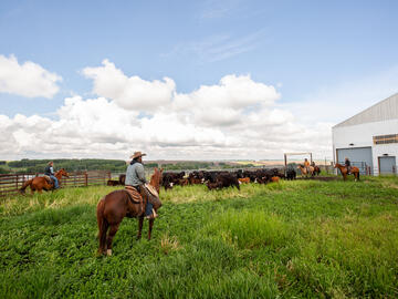 A wide shot of a cowboy in a field with cows