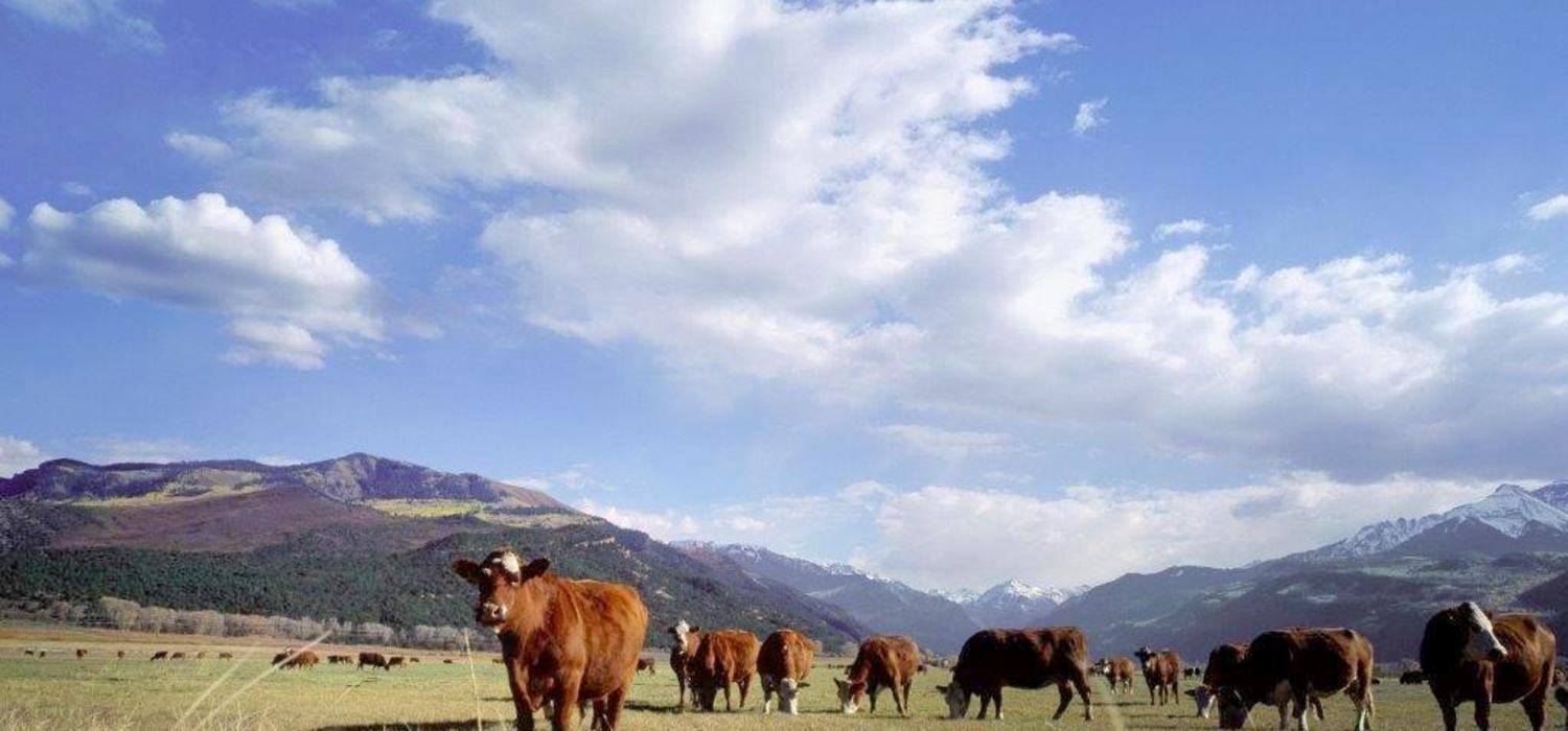Home on the range: cows share pastures with parasitic roundworms that affect calf growth, costing the North American cattle industry $2-billion in lost production.
