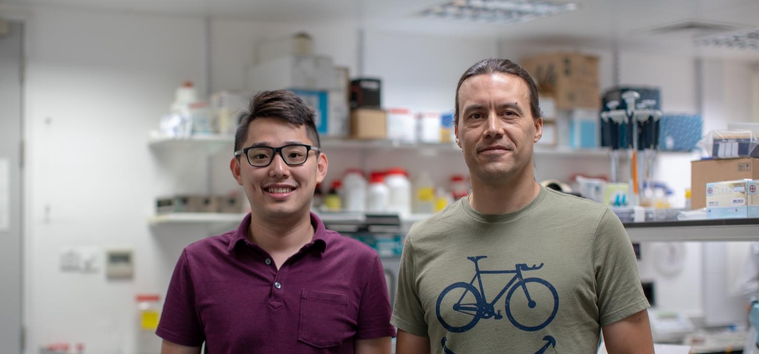 Mark Ungrin, right, and his PhD student Yang Yu engineered "pseudoislets" that are better suited for transplantation.