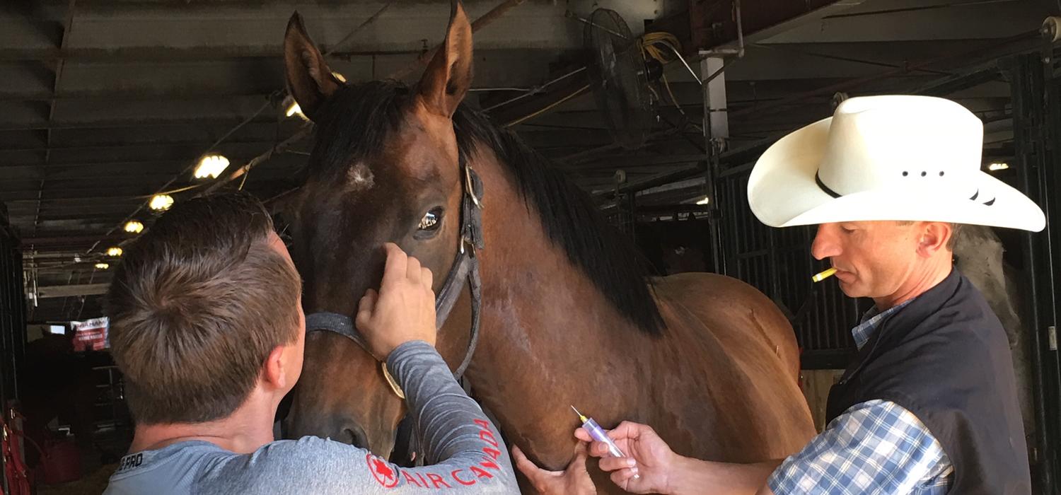 Renaud Léguillette takes a blood sample from Zoe, one of Mark Sutherland's chuckwagon horses.