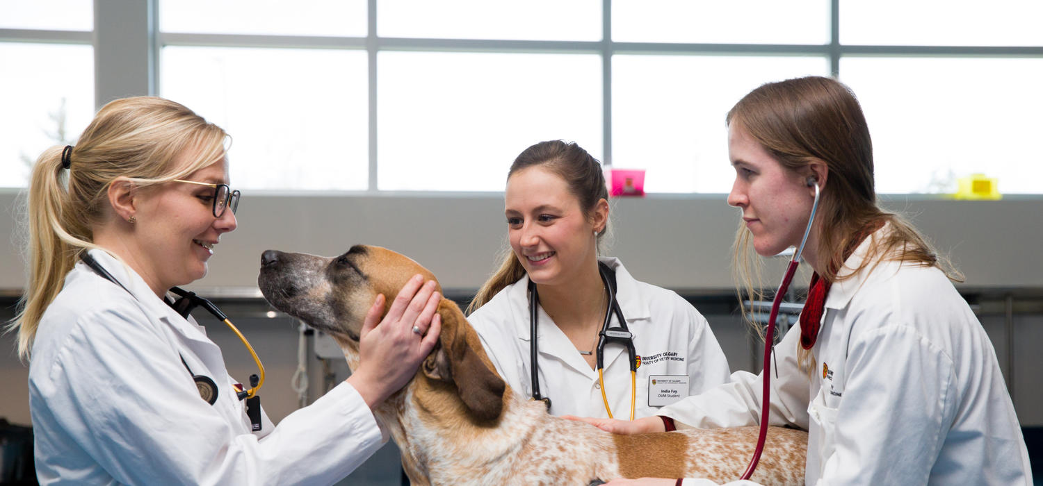 University of Calgary veterinary medicine students, from left, Teryn Girard, Lauren Sherwood and Hollyn Maloney mix it up with Elli. Photo by Riley Brandt, University of Calgary 