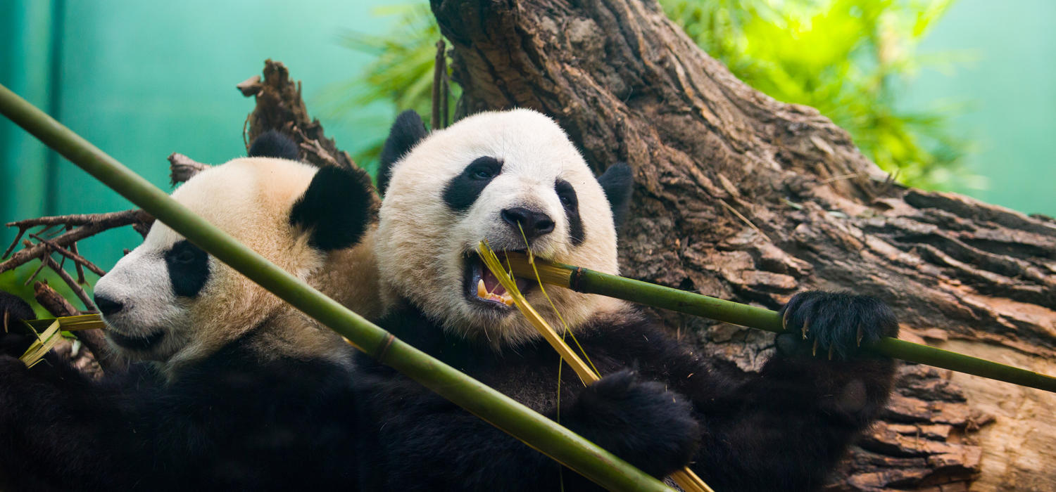 Will a baby giant panda (or two) be born later this year at the Calgary Zoo? The pregnancy watch is on, so stay tuned.  Photo by Riley Brandt, University of Calgary. 