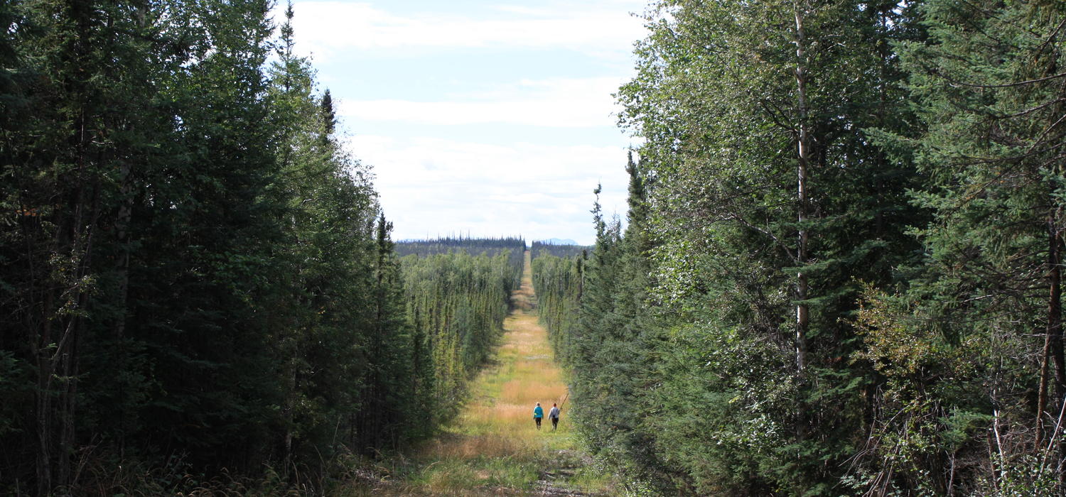 View from the inside of a seismic line cut through Alberta’s boreal forest. Photo by Sarah Cole