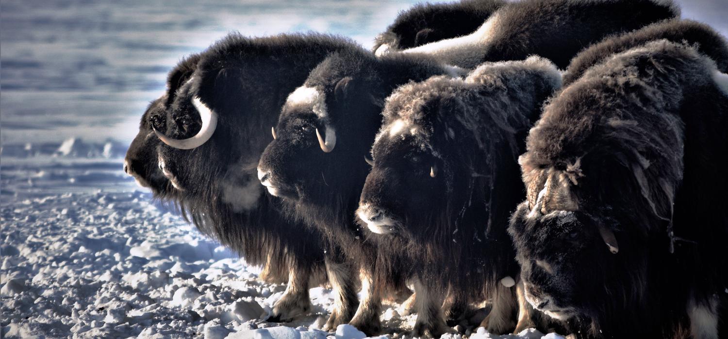 Researchers are studying emerging diseases that are causing drastic declines in muskox populations in Canada’s North.