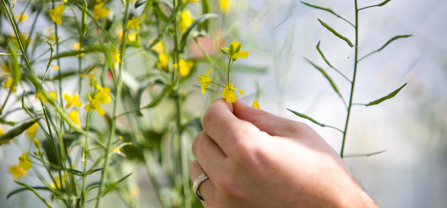 Canola