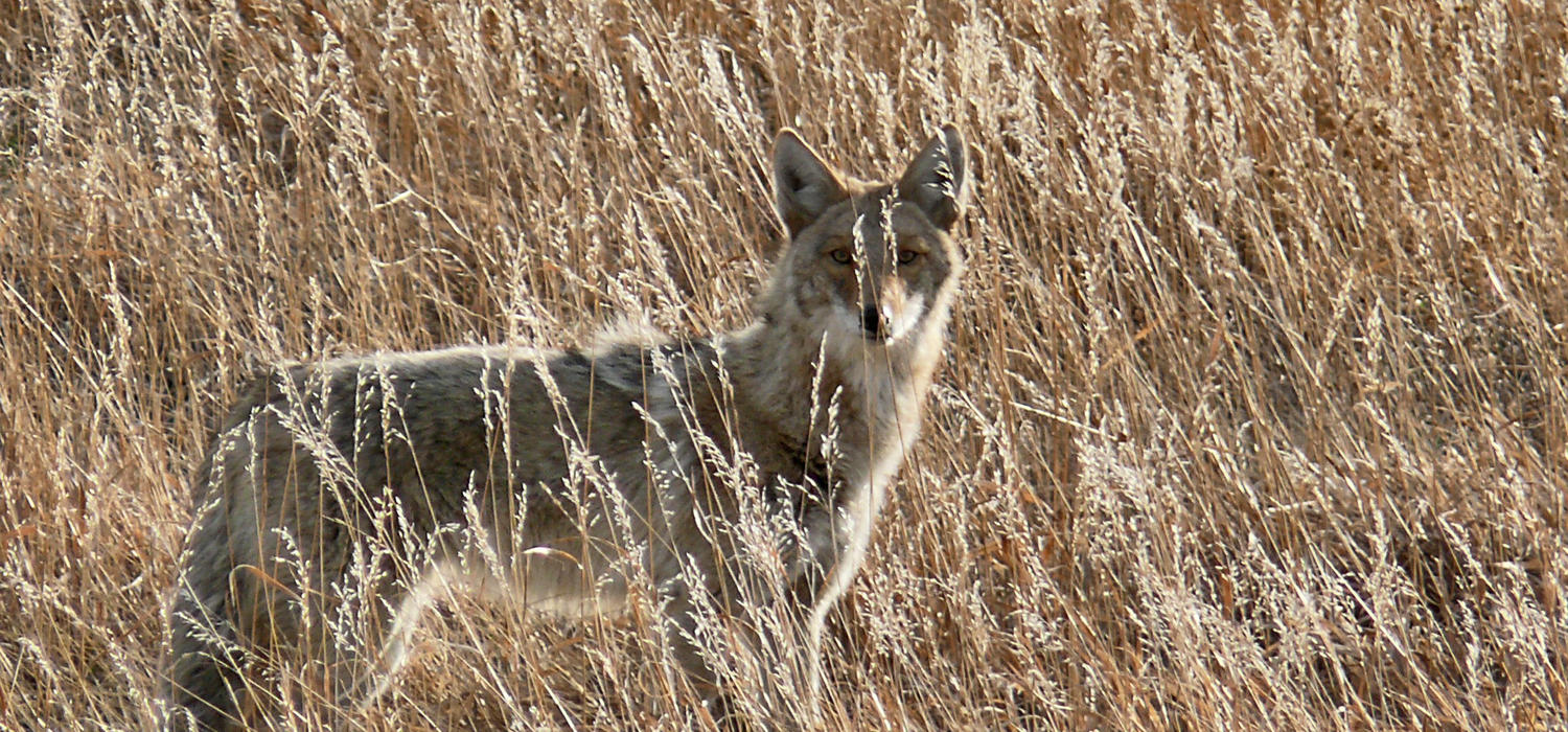 Coyote fall dispersal season