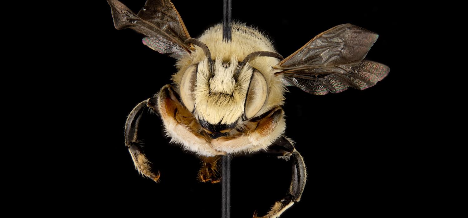 Leafcutter Bee (Megachile dentitarsus)