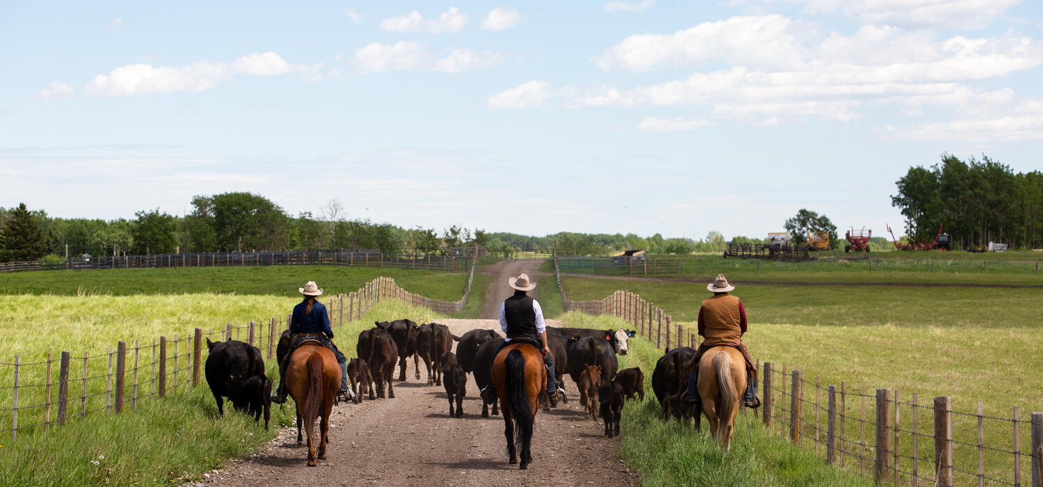 W.A. Ranches staff on horseback, herding cattle down the road