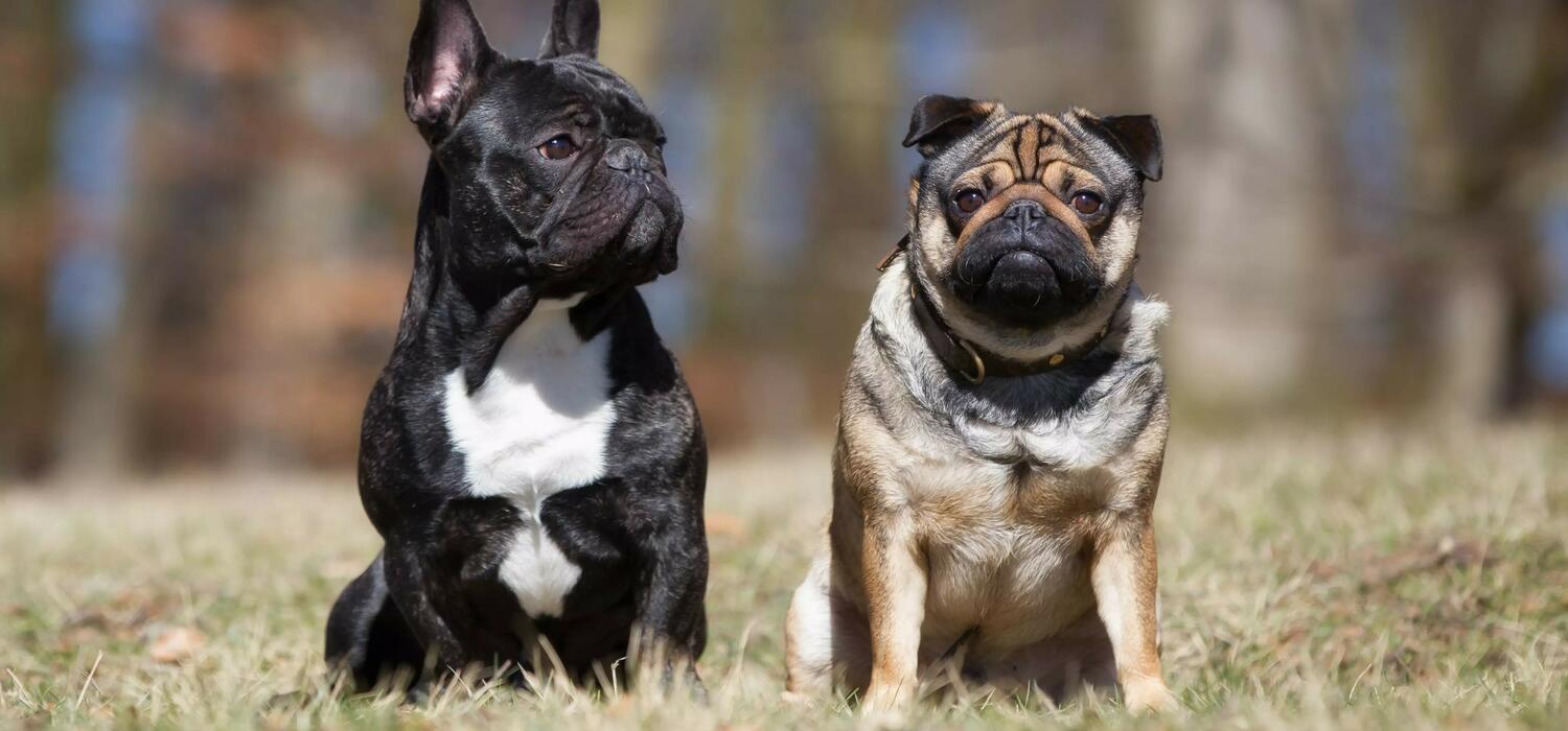 French bulldog, left, and pug.