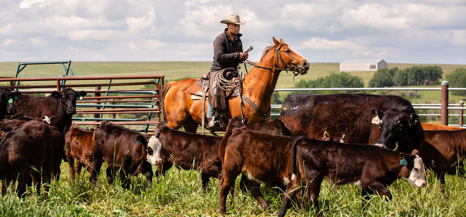 A cowboy on a horse wrangles cows