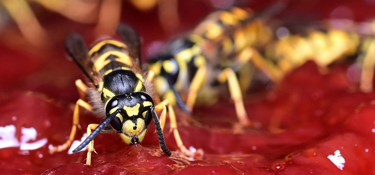 A wasp eating a pie