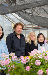 A University of Calgary-led research team, including Xue Chen, Peter Facchini, Jillian Hagel and Limei Chang, has discovered the gene for a new protein crucial for naturally and efficiently producing a compound in opium poppy plants used to make opiate pain-killing drugs.