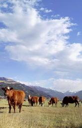 Home on the range: cows share pastures with parasitic roundworms that affect calf growth, costing the North American cattle industry $2-billion in lost production.