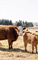 More people — especially if they’re millennials — consider the welfare of farm animals as they make food choices at the grocery store.