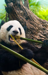 Will a baby giant panda (or two) be born later this year at the Calgary Zoo? The pregnancy watch is on, so stay tuned.  Photo by Riley Brandt, University of Calgary. 